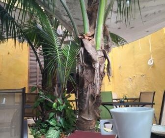 cafe creme Merida mexico