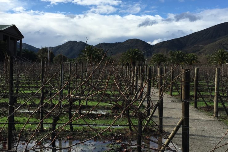 carmenere grape chile Veramonte WInery